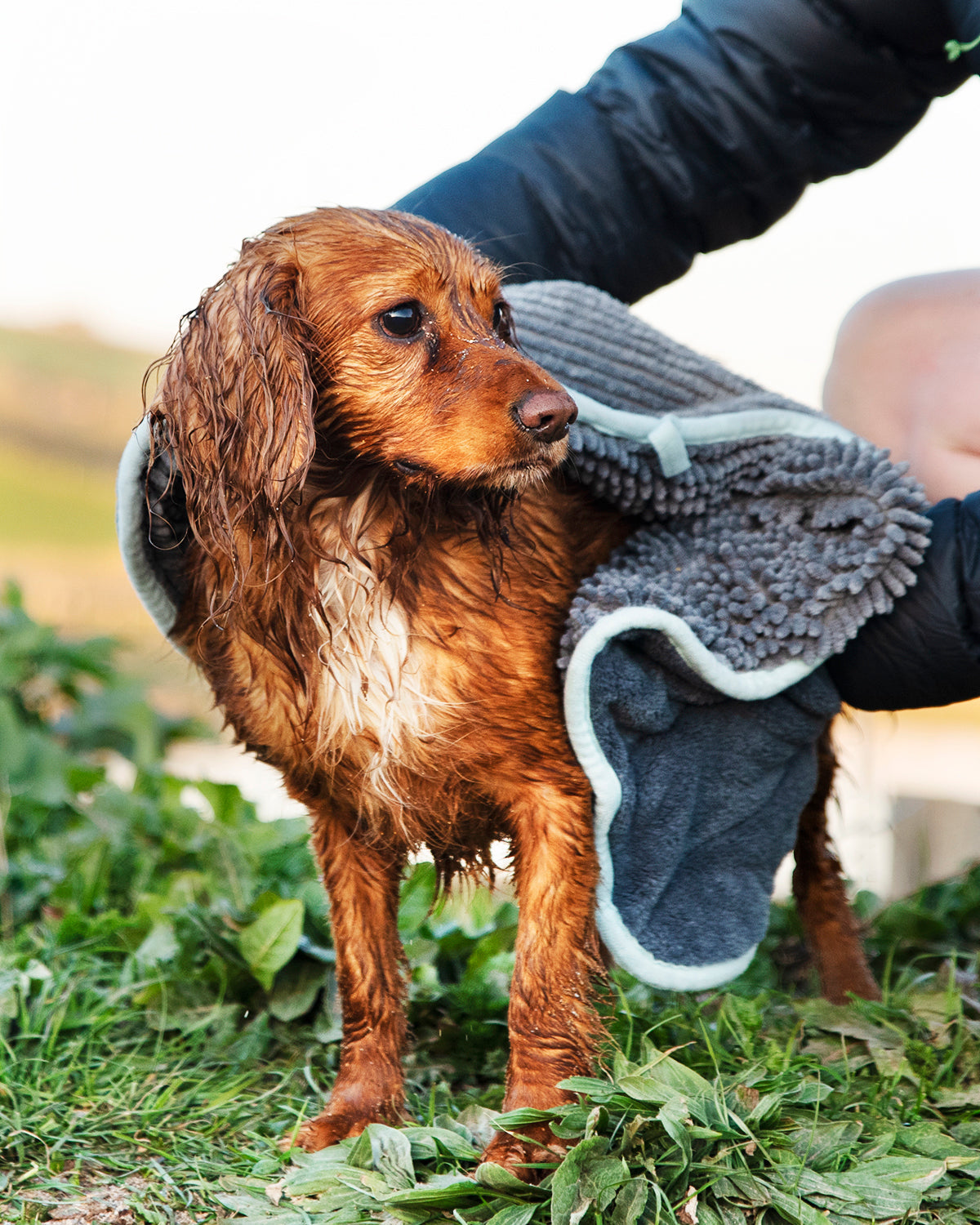 Henry Wag Microvezel huisdier handdoek voor honden en katten - Houd je huisdier snel schoon en droog SpirePets