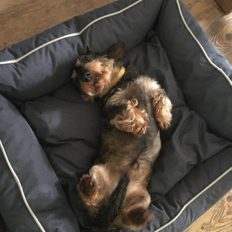 Bora hondenkussen - Hondenmand - antislip bodem - maat S SpirePets