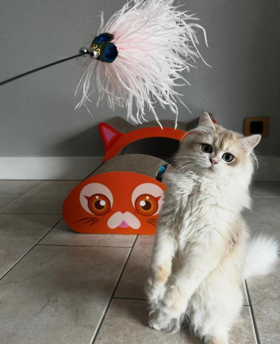 SpirePets katten krabmat - krabmeubel - katten krabplank - katten speelmeubilair SpirePets