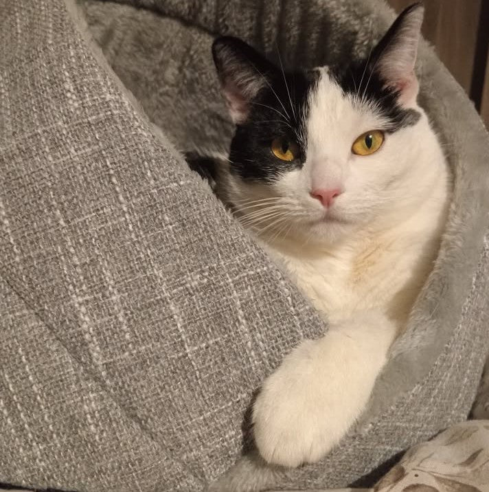 Momo kattenbed - makkelijk schoon te maken - perfect voor katten SpirePets