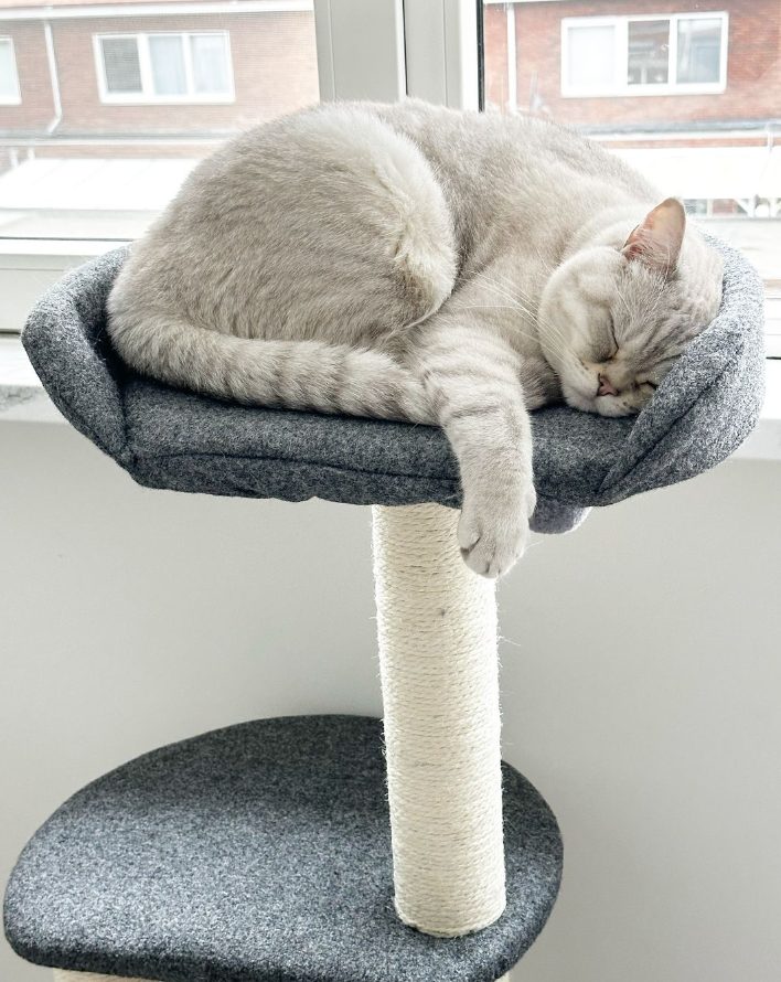 Luxury Scratching Post for Cats | Cindy | 5 Levels | 7 Sisal Crab Columns | Plush Bed