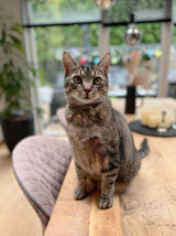 Necoichi Zen kattenhalsband - halsbandje met vis bedel voor katten - verstelbaar Necoichi